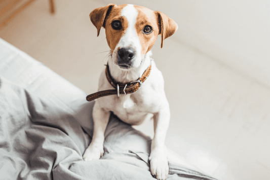 Why Does Every Dog Seem Allergic These Days?