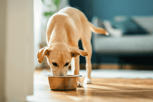 Digestive Health in Dogs – How Diet Can Help