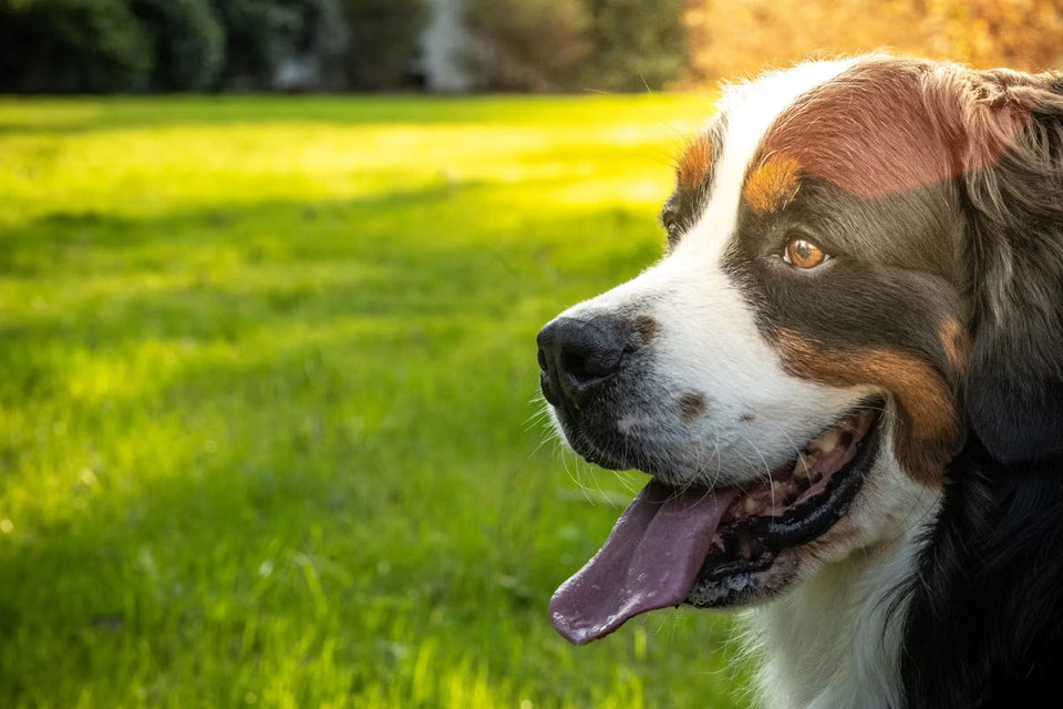 Does Your Dog Need Hypoallergenic Food? Probably Not, Unless