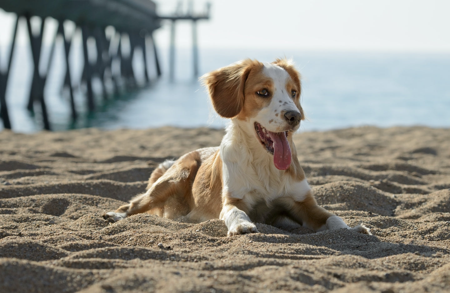 Dog on beach 