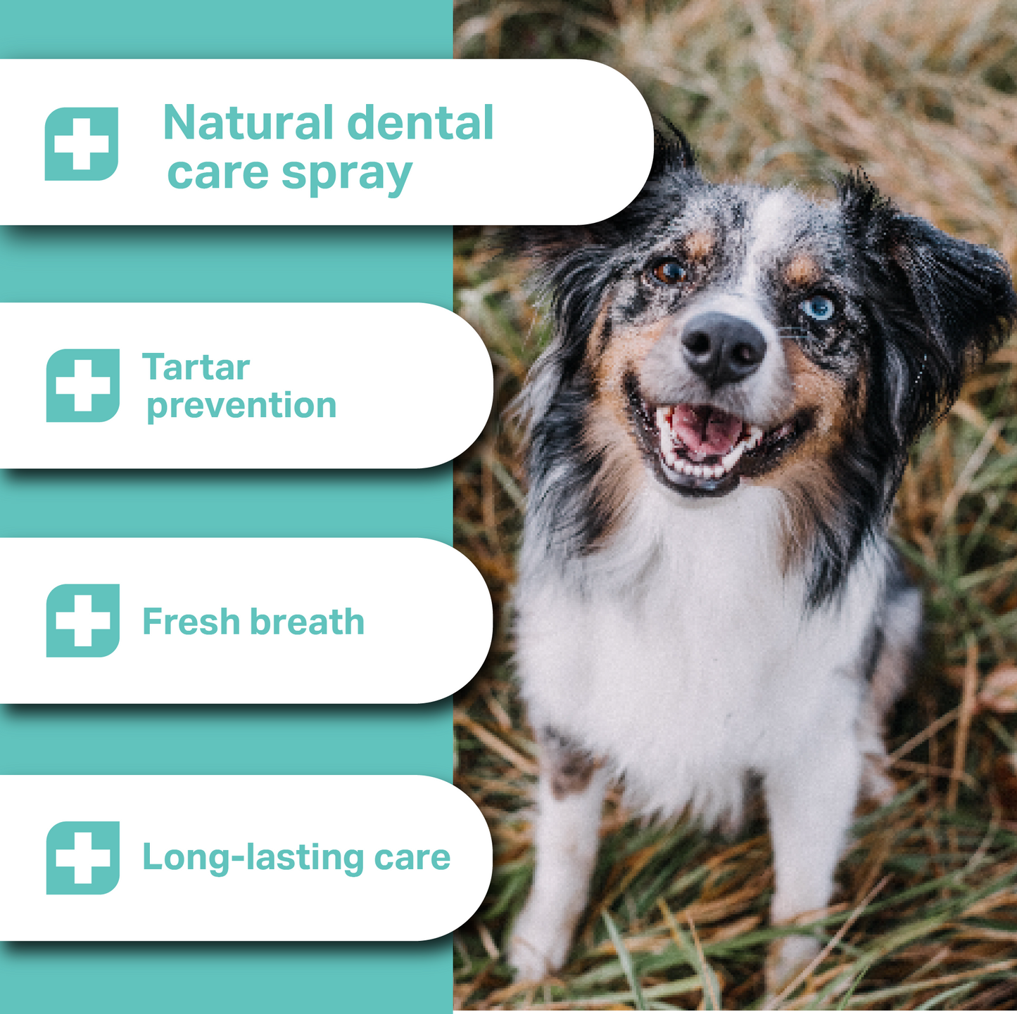 Dog with natural dental care spray features and benefits text overlay