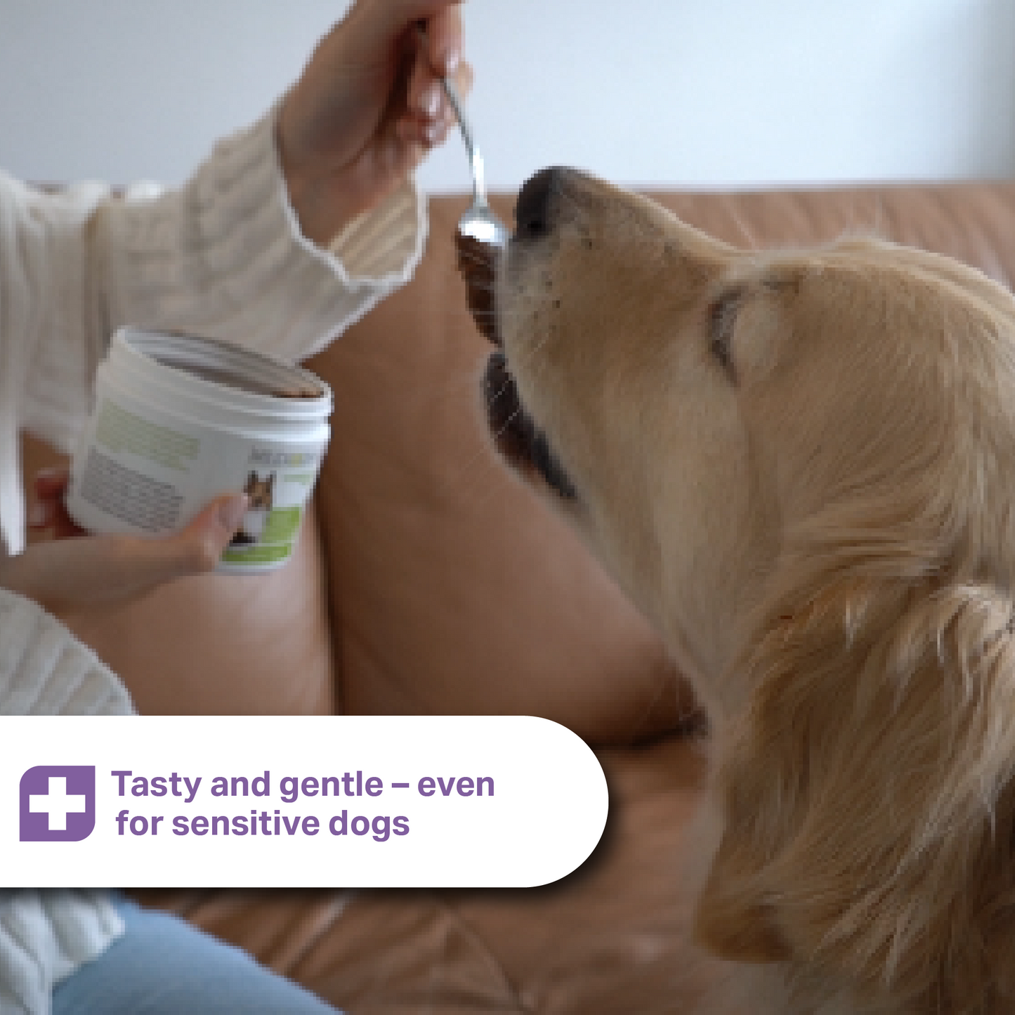 Person feeding a dog from a container with a spoon, sitting on a couch for MediDog skin and coat
