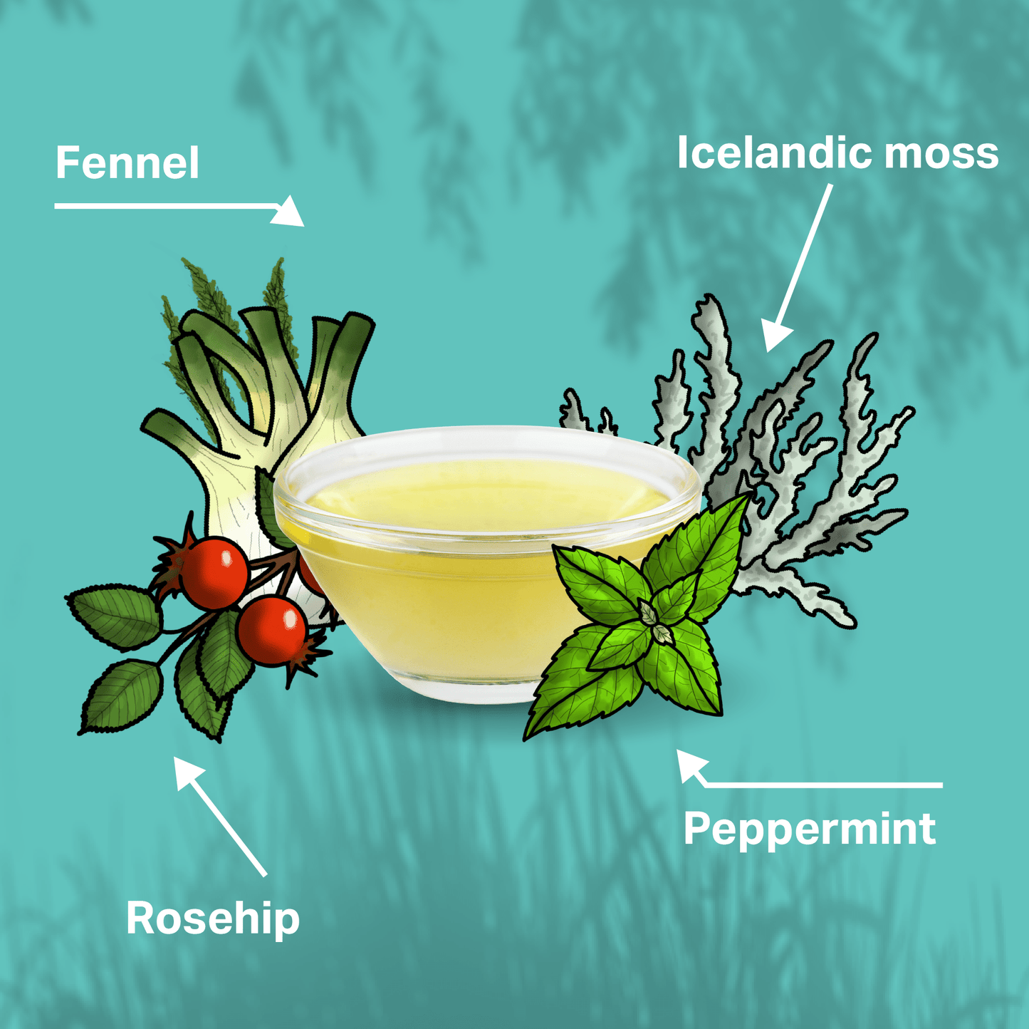 Illustration of a bowl of liquid with labeled ingredients including fennel, Icelandic moss, peppermint, and rosehip on a teal background.