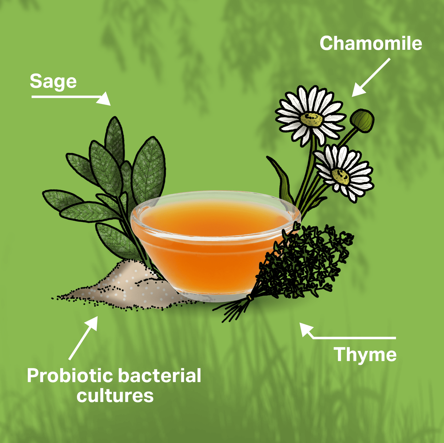 Illustration of herbs and a cup of tea with labels on a green background for MediDog ProBiotic Drink