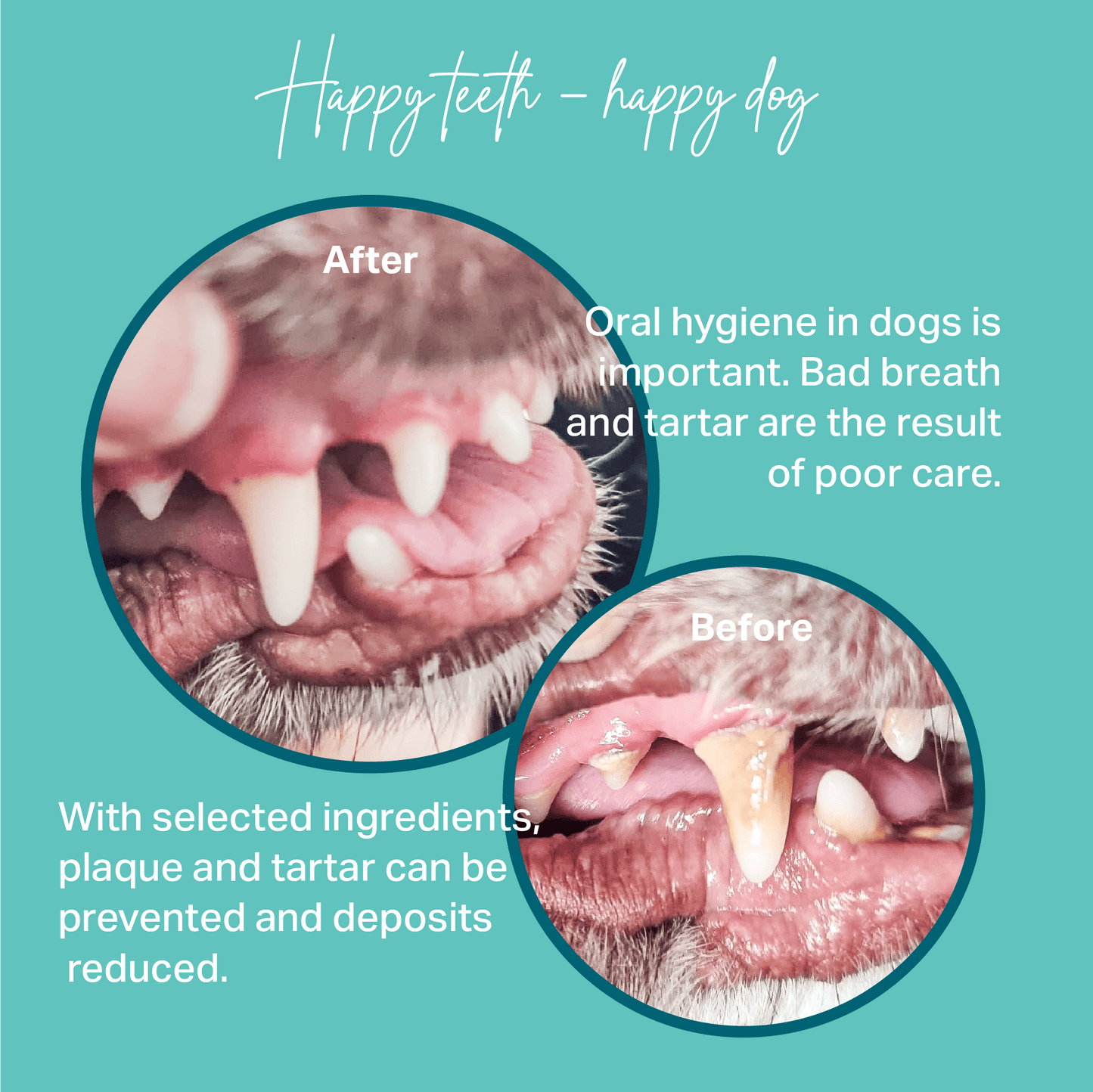 Before and after comparison of a dog's teeth with text about oral hygiene.