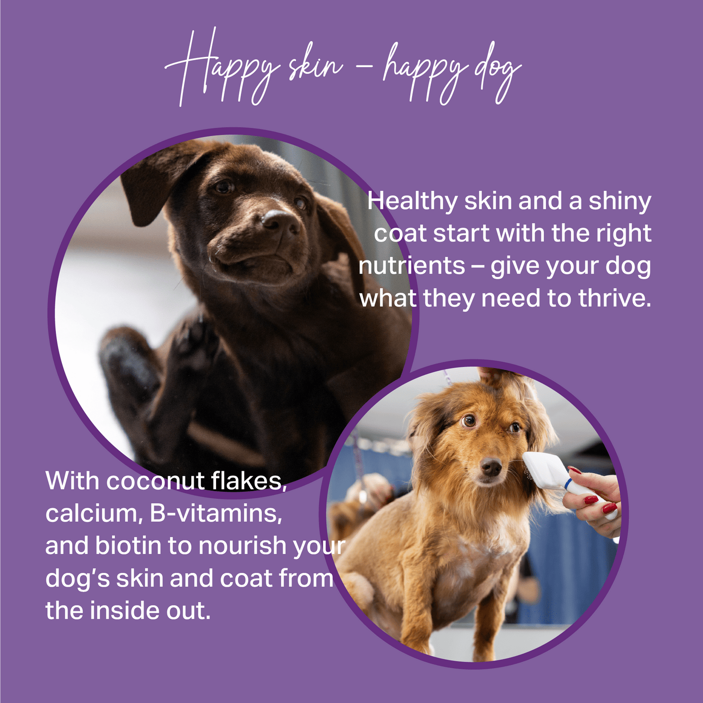 Advertisement for dog care product with two dogs and text about healthy skin and coat for MediDog skin and coat