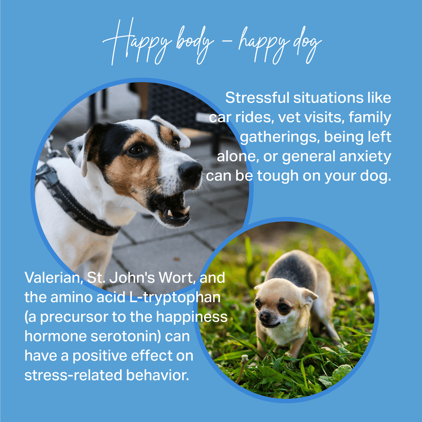 Two dogs with text about stress-related behaviour and natural remedies on a blue background for MediDog Calming Treats