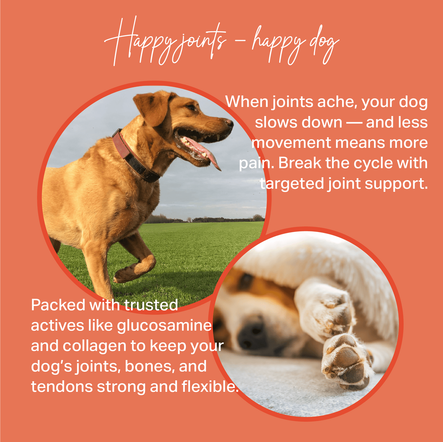 Advertisement for dog joint support product with images of a running dog and a dog lying down, on an orange background for Medidog Joint Treats