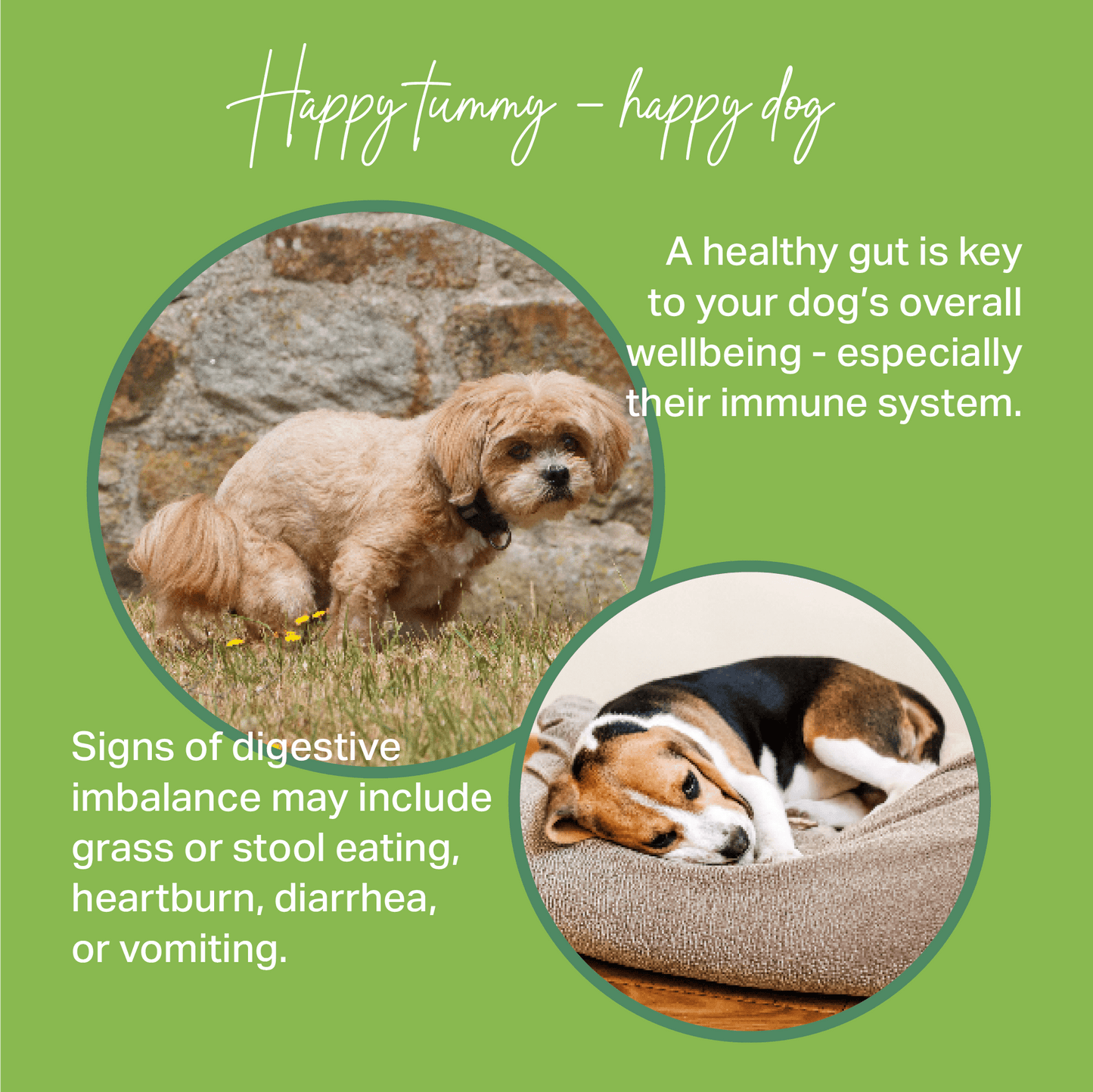 Two dogs on a green background with text about dog health and wellness for MediDog ProBiotic Drink