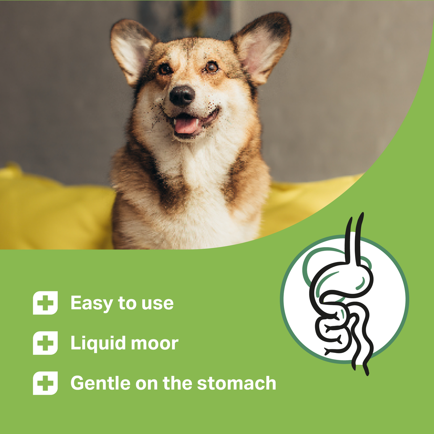 Dog with a green background and product features listed for MediDog ProBiotic Drink