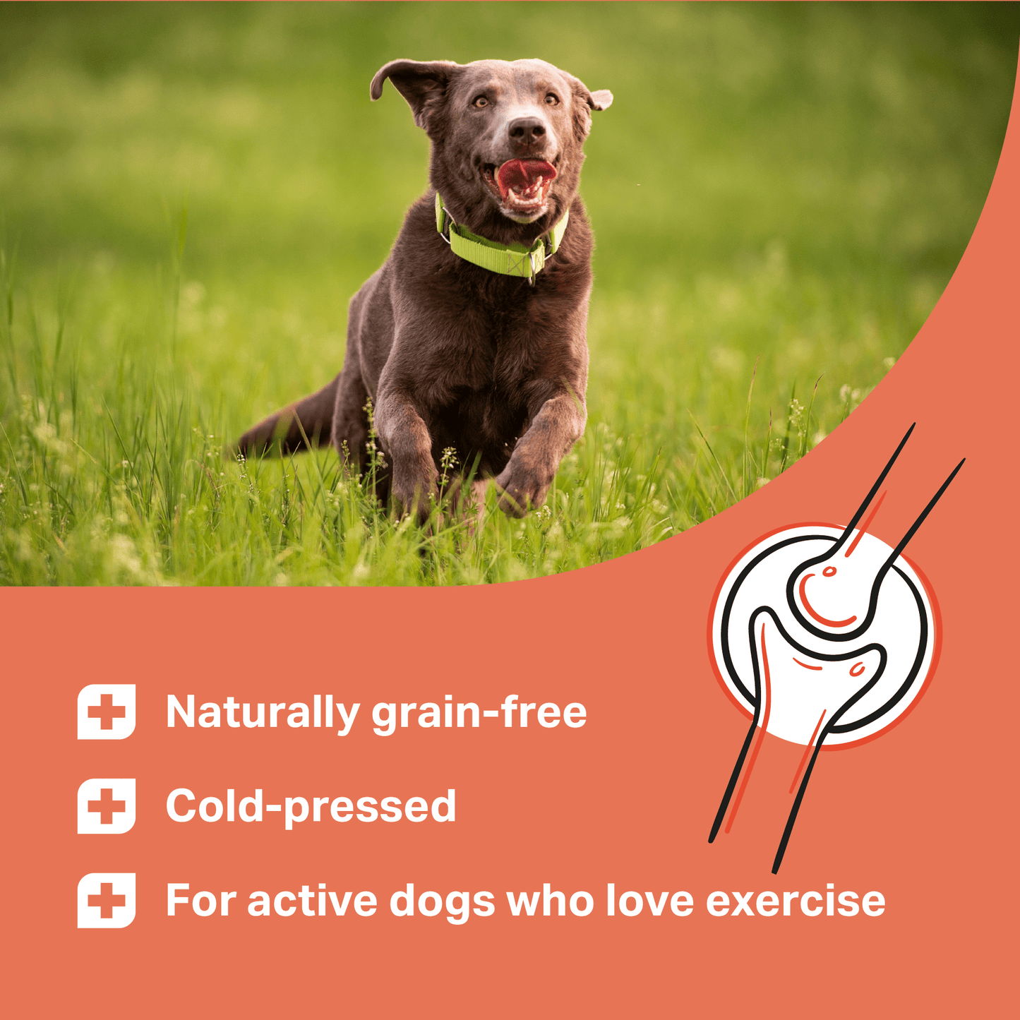 Dog running in a grassy field with product features highlighted on an orange background for Medidog Joint Treats