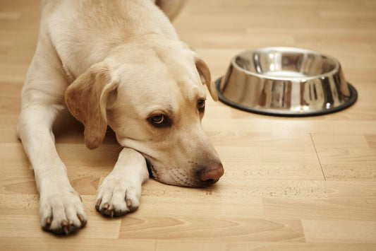 Wet Versus Dry Dog Food