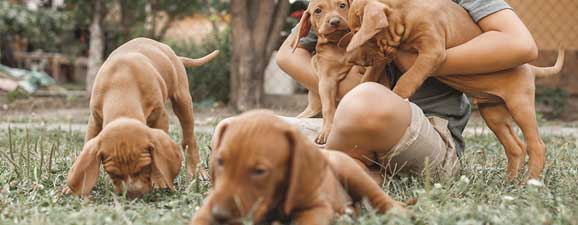 What Should You Know Before Purchasing a Puppy?