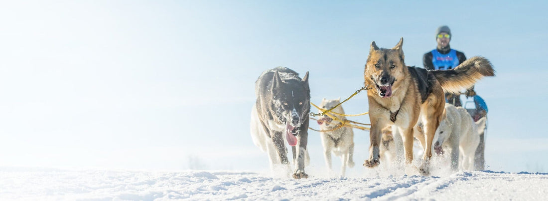 Unleashing the Power of Sled Dogs: