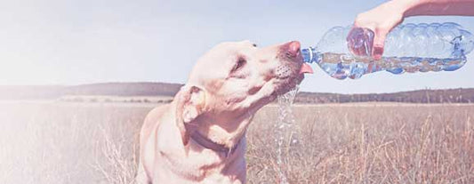 Heat Stroke in Dogs