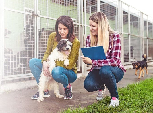 8 Advantages of Adopting a Dog from a Rescue