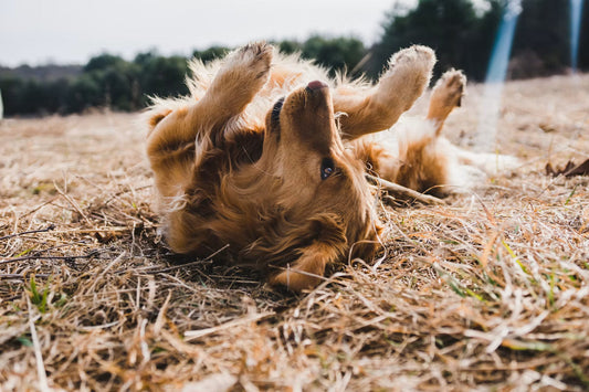 Dog Diarrhoea: What to Do Tonight and When to Call the Vet