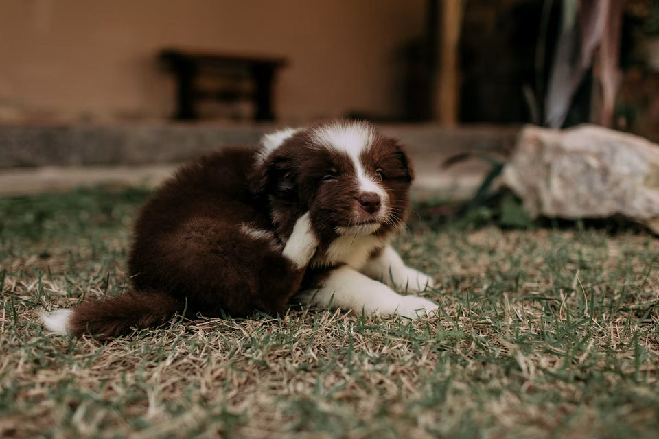 How to Run an Elimination Diet for Your Dog (and Why Most Fail)