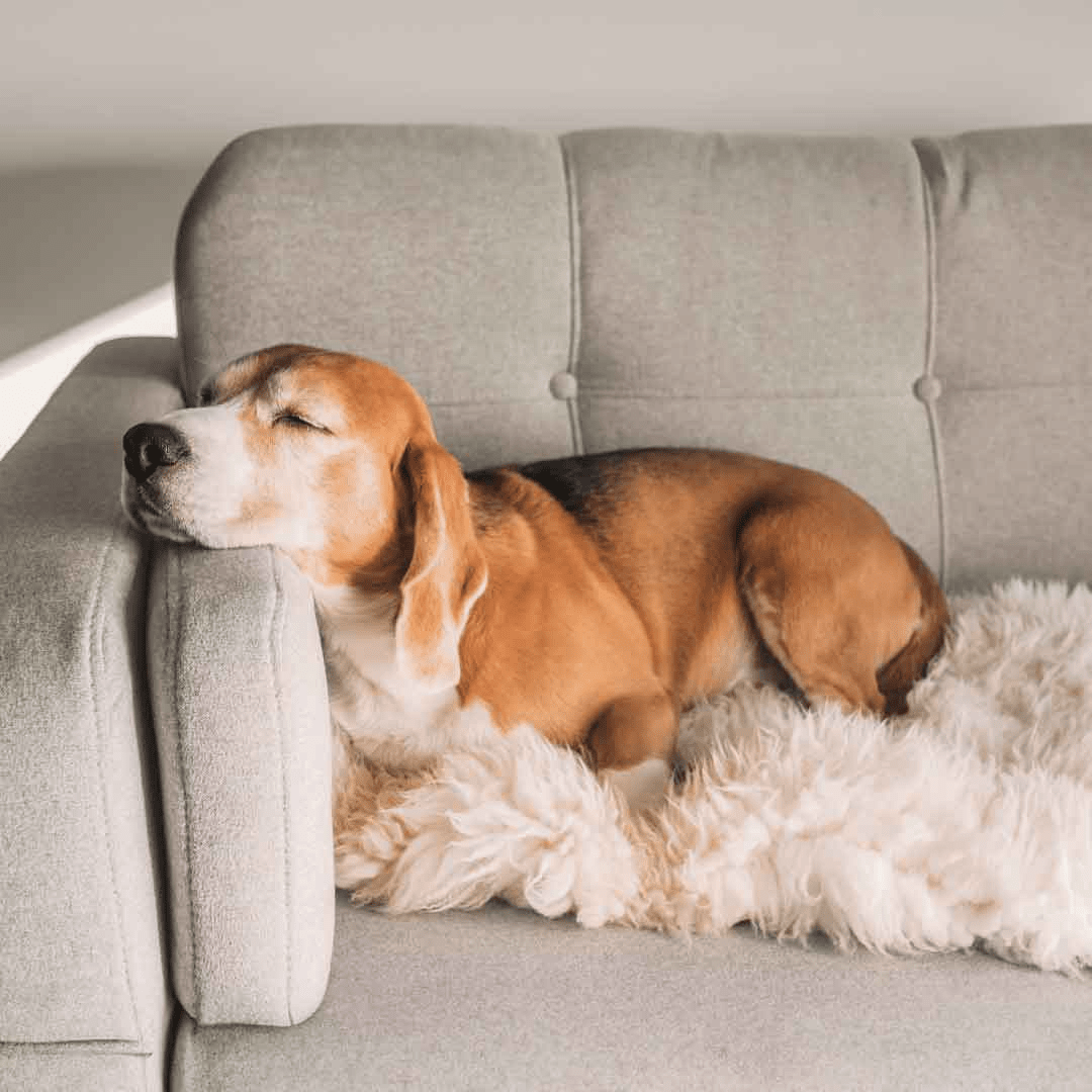 Sensitive dog food