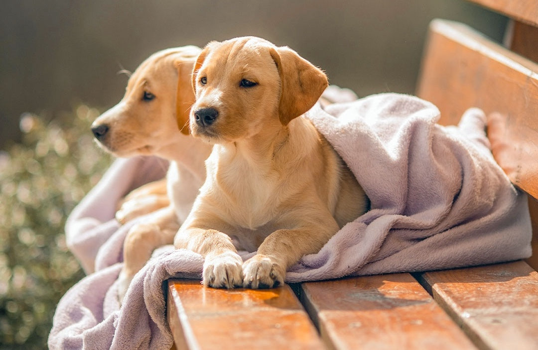 Two rescue puppies