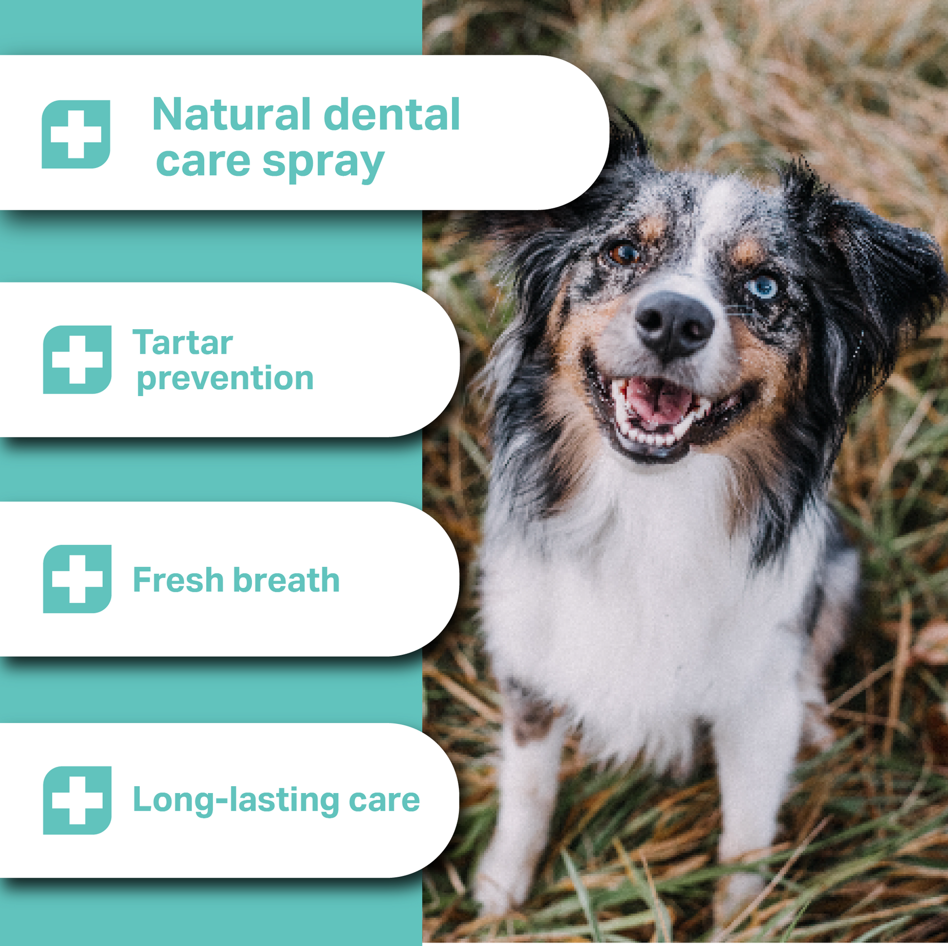 Dog with natural dental care spray features and benefits text overlay