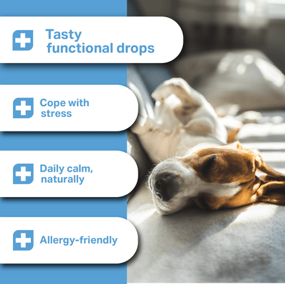 Dog lying down with text about tasty functional drops for stress, calm, and allergy relief for MediDog Calming Treats