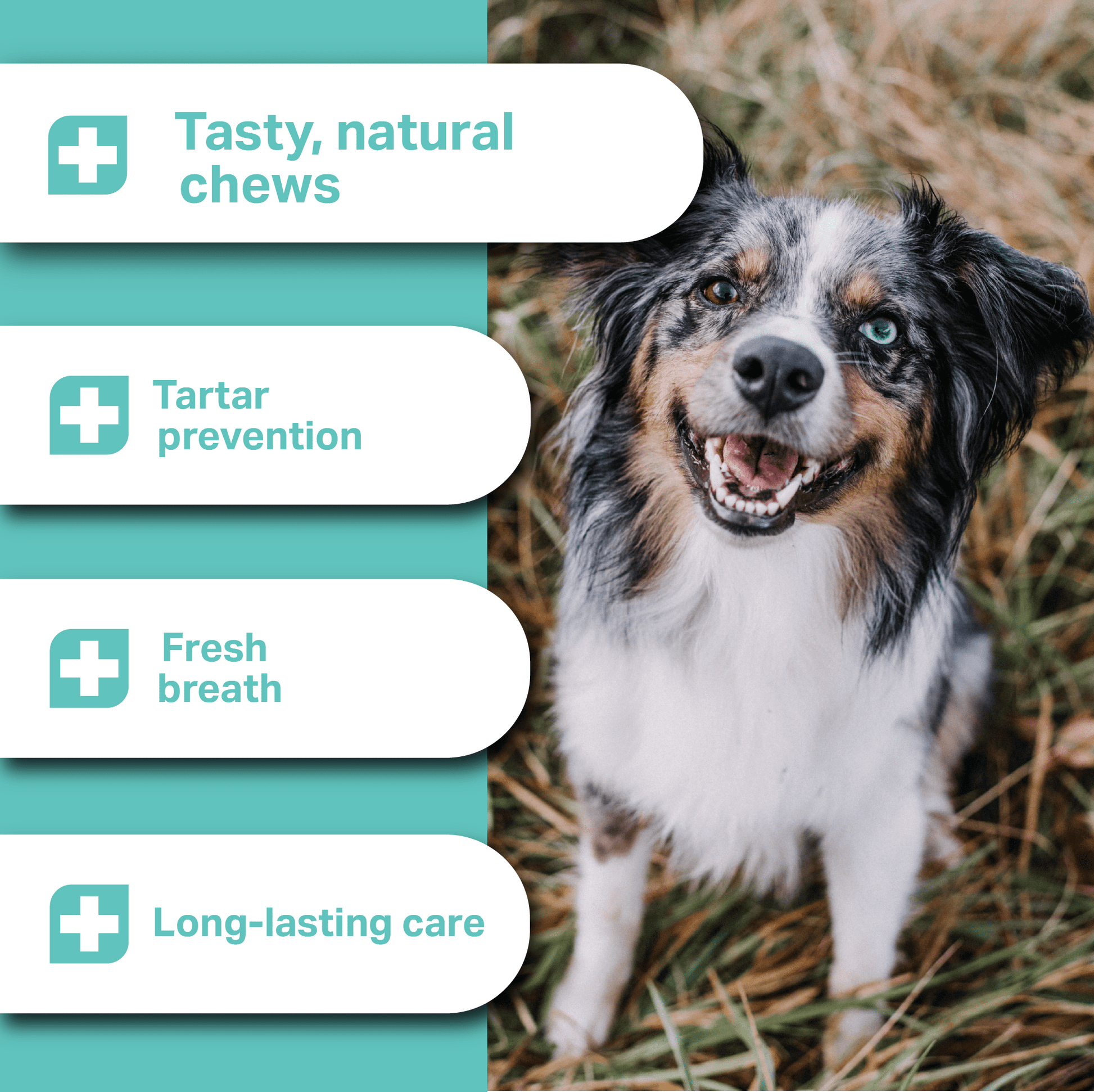 Dog standing in grass with health benefits text overlay