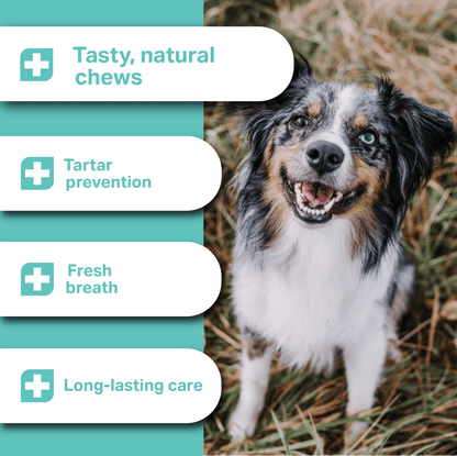 Dog standing in grass with health benefits text overlay
