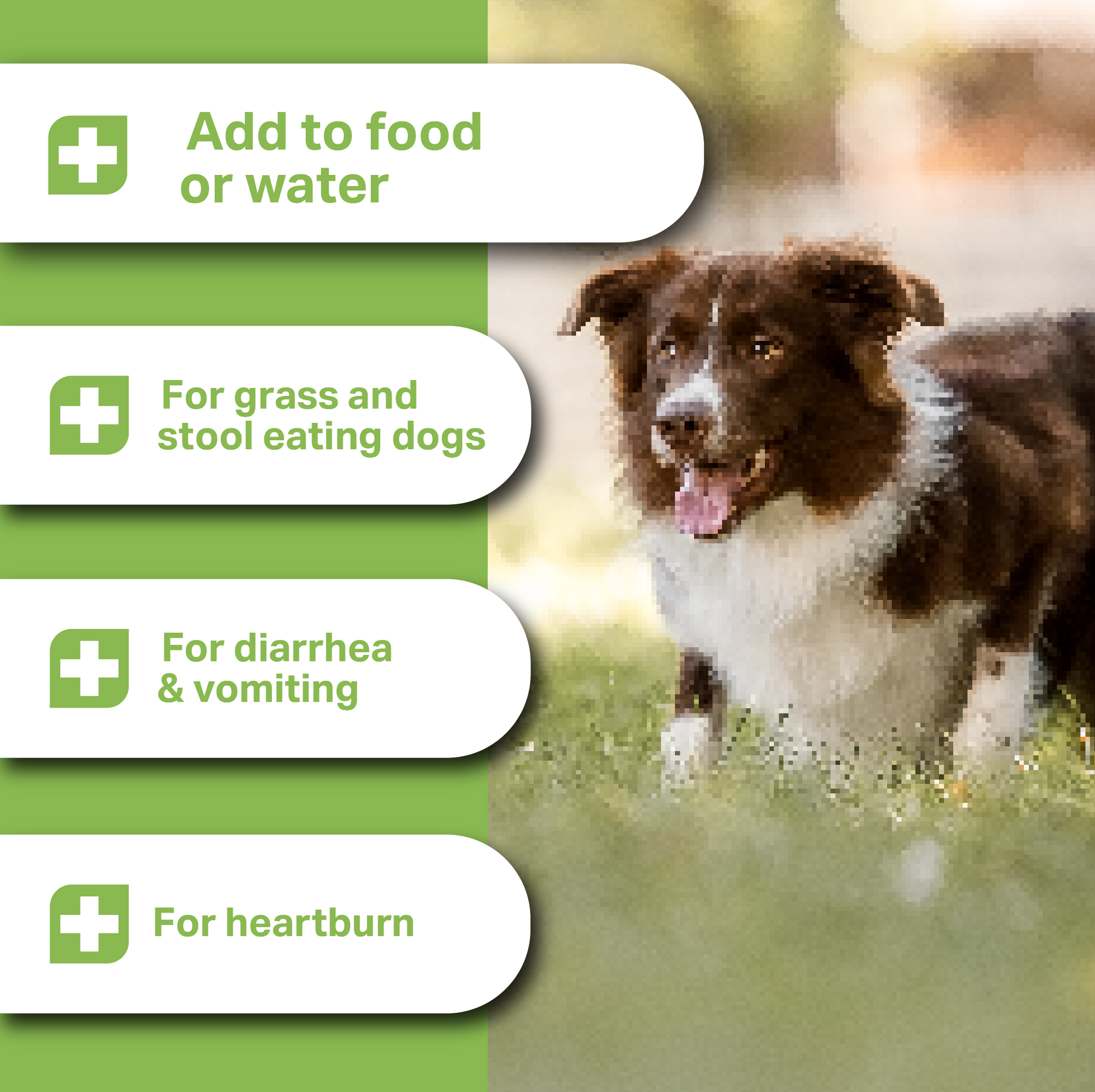 Dog walking outdoors with product usage instructions on a green background for MediDog ProBiotic Drink