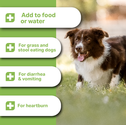 Dog walking outdoors with product usage instructions on a green background for MediDog ProBiotic Drink