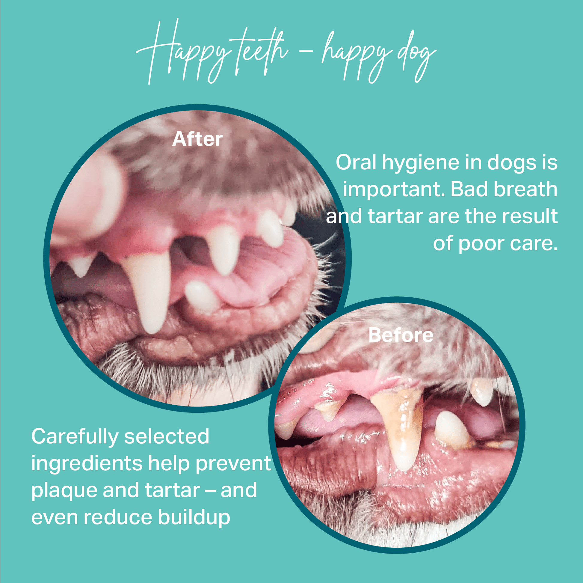 Before and after comparison of a dog's mouth with text about oral hygiene for MediDog Dental Pops
