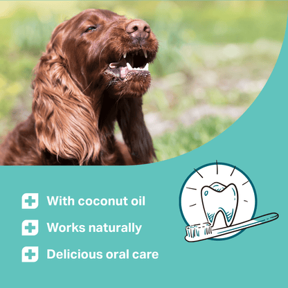 Dog with open mouth outdoors, promoting dental care product with text and toothbrush icon for MediDog Dental Pops