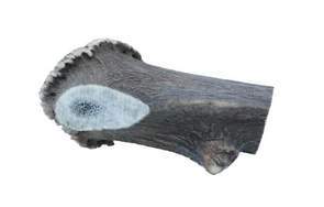 Whole deer antler